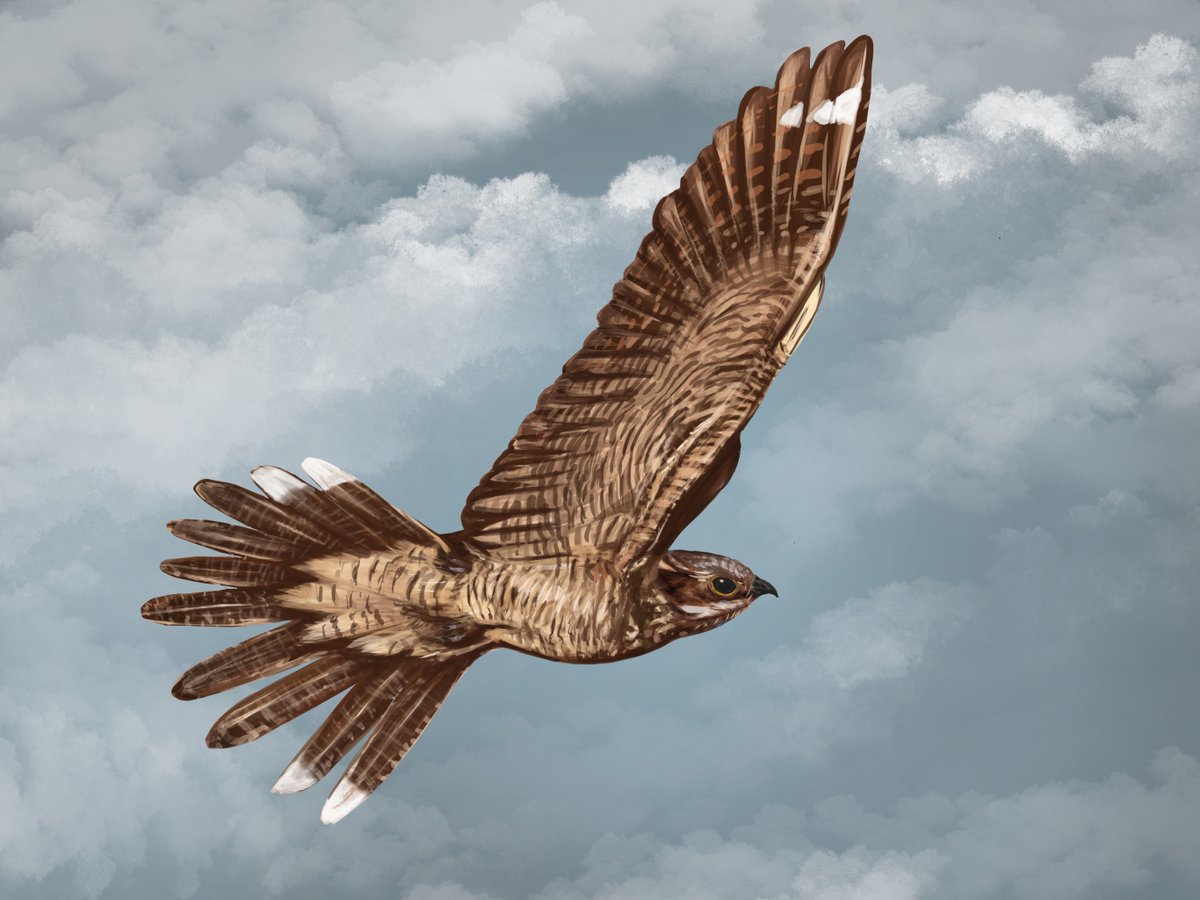 Nightjar (2019) -  I make my digital  illustrations using an iPad Pro, Apple pencil + Procreate for anyone wondering. Why do I use iPad? Just because it makes the process far more enjoyable than using the Wacom options and it gives me the freedom to make stuff on the go. #sciart