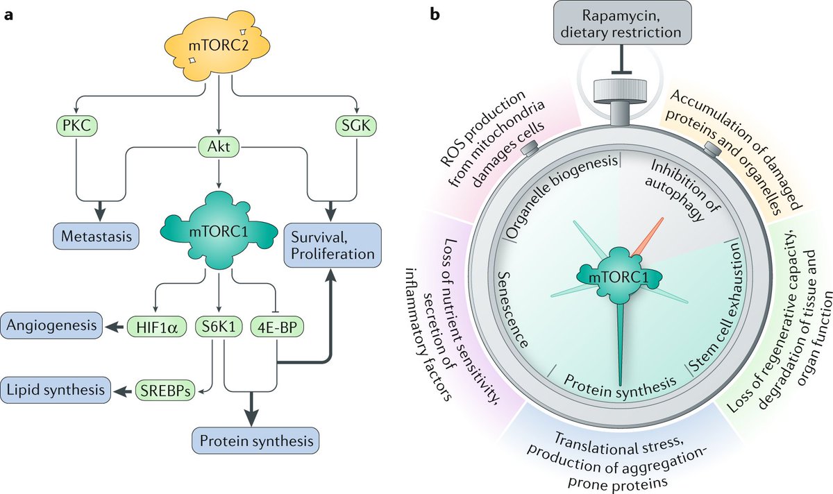 ImmunoMet's tweet photo. Highly recommended - mTOR at the nexus of nutrition, growth, aging and disease.

#immunometabolism #aging #disease #mitochondria 

https://t.co/ygLzSLaXcF https://t.co/a7wBWfOgoU