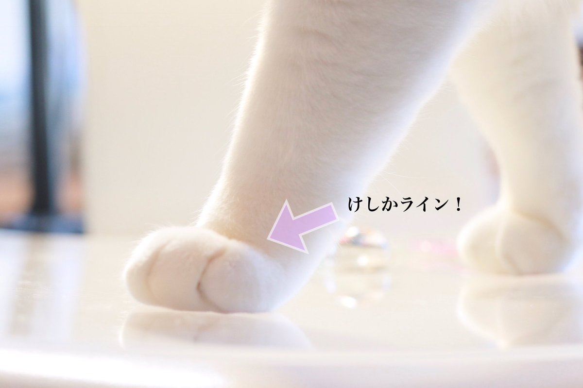 無重力猫ミルコのお家 ねこ休み展 猫用語 猫と暮らしている人なら通じるけど 他の人には不思議な顔される言葉 分かりますよね けしかライン 手首足首にできるケシカランほど可愛いライン マズル 口元のぷっくりした部分w ねこ吸い 文字通り