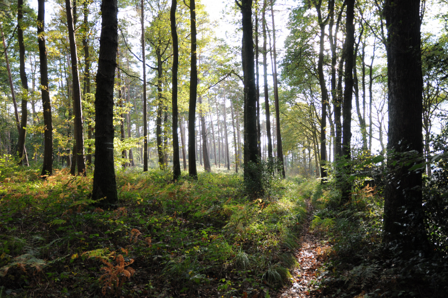 Limportant_fr's tweet photo. Un moteur de recherche reverse 80% de ses bénéfices à la reforestation d'espaces menacés https://t.co/Ubr1qGRMat @orange #partenaire https://t.co/3lVYHJFPFk