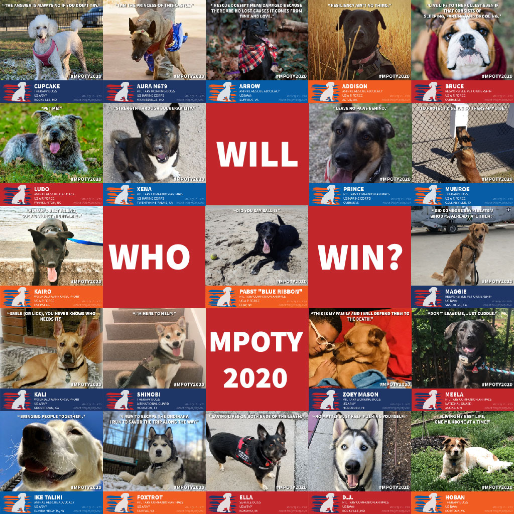 DogsonDeploymnt's tweet photo. VOTE NOW for Dogs on Deployment's next Military Pet of the Year & DoD Mascot - πhttps://t.co/0Vk6Wgny1I. Vote once daily 1/15-1/20.
#mpoty20 #mpoty #dogsondeployment #toughpup #activ4pets #greyboypetprints #lazydogcookies #upcountryinc #bowserbeer #vote #militarypet https://t.co/u3Qc8BDUvw