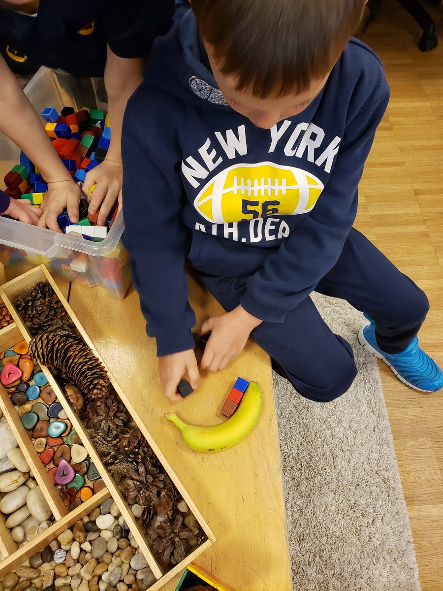 _sarabateman's tweet photo. Learning about linear measurement. Student question "how would you measure a banana, because it curves around?" Let the inquiry begin! #Grade1 #mathisfun https://t.co/PIdVsFL2w2