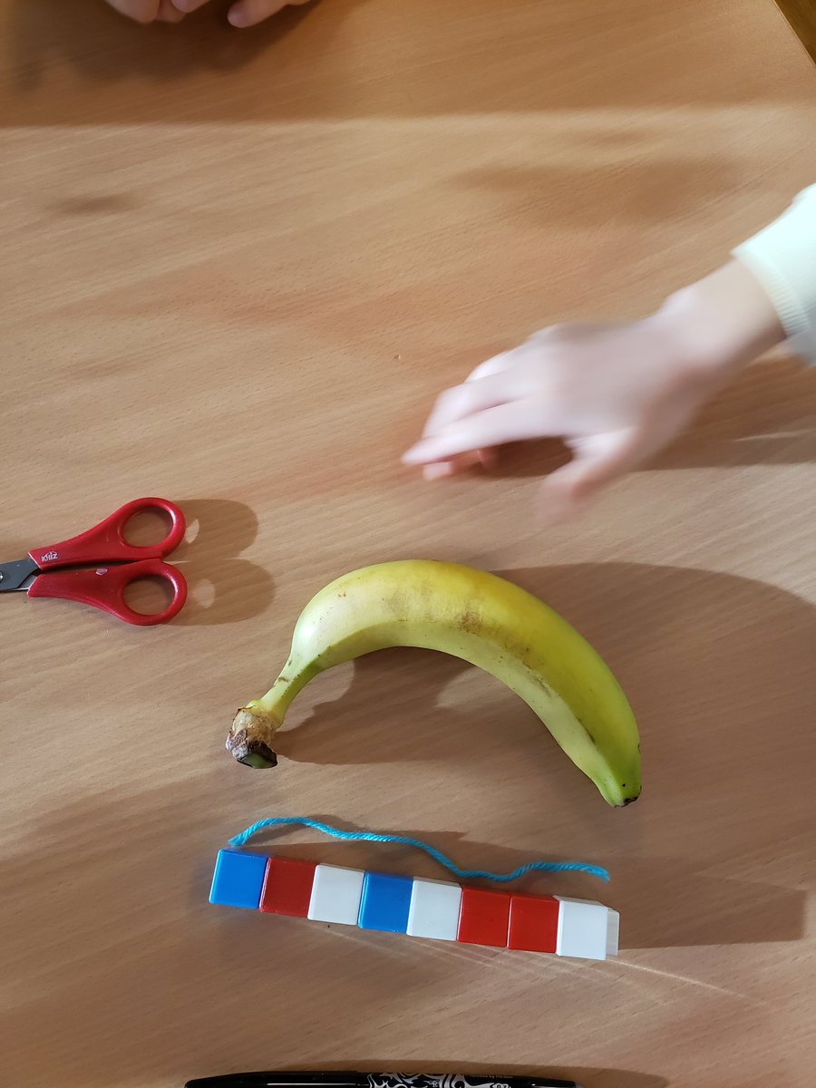 _sarabateman's tweet photo. Learning about linear measurement. Student question "how would you measure a banana, because it curves around?" Let the inquiry begin! #Grade1 #mathisfun https://t.co/PIdVsFL2w2