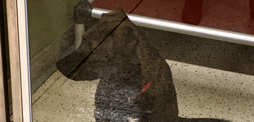 An often over-looked part of our community that needed our support. Thanks #Davenport!