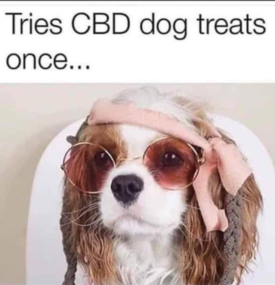 WoofMagazineNE's tweet photo. Just once?

We’re having fun over here —->@WoofMagazineofficial
#WoofWorthy #WoofMagazineNE #Pets #ProjectPawsitive #ilovemydog #doglover #love #shelterdog #dogsrule https://t.co/0YhH5fTay0