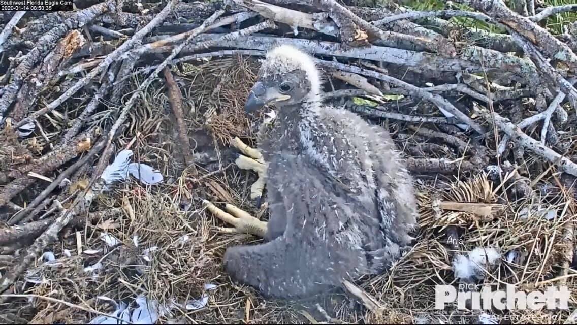 SWFL Eagle Cam tweet media