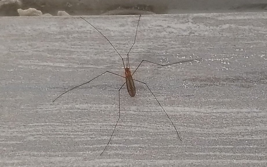 kildahr's tweet image. #SouthFlorida #bugcheck #insects Anyone can verify this is a mosquito? Just randomly showed up in our (closed) bathroom this morning and wife says &quot;it&apos;s too big to be a mosquito&quot;. I&apos;ve seen Jumanji, though, so not taking any chances 😂