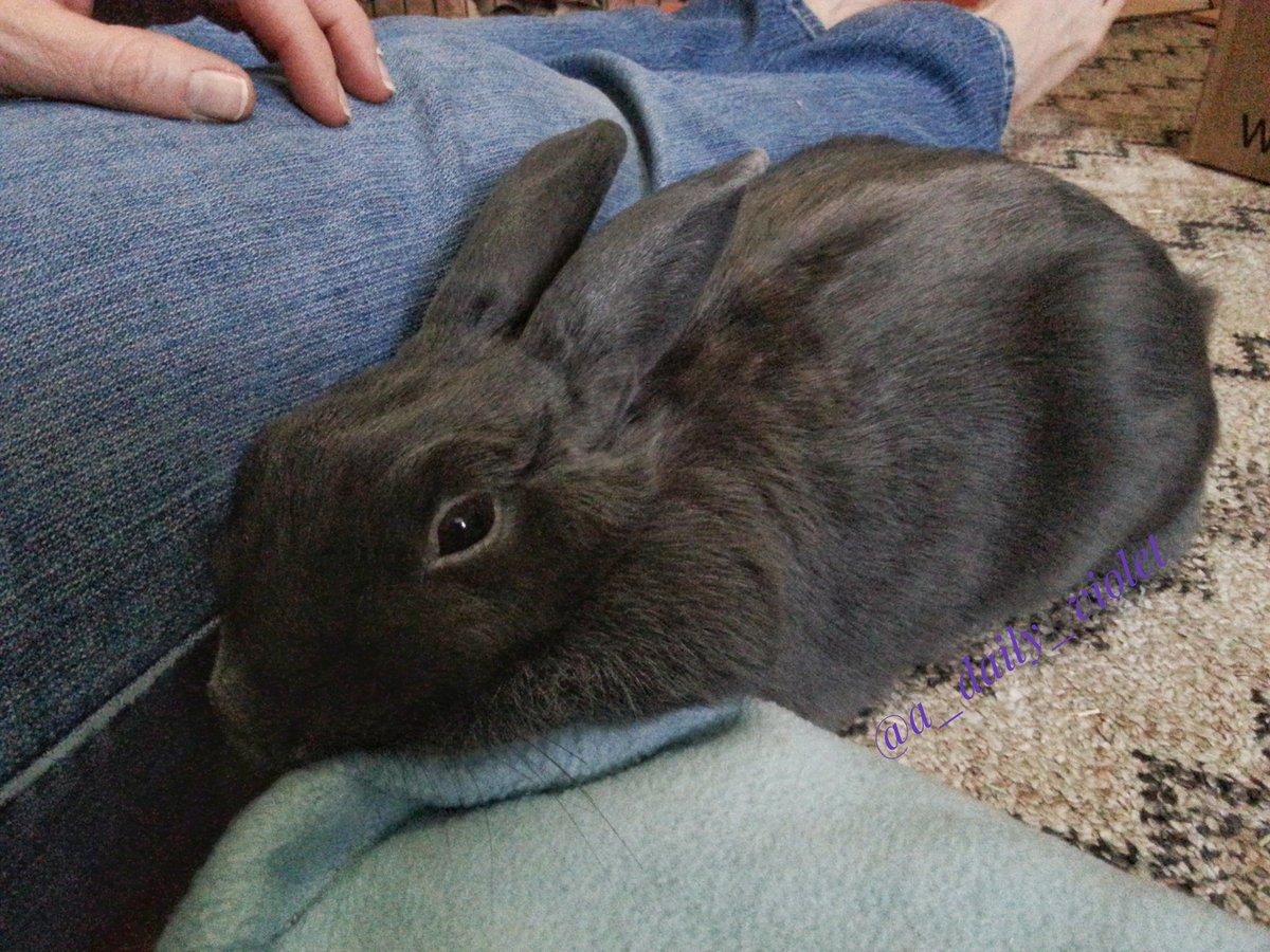 ADailyViolet1's tweet photo. The human picked me up and made me SUPER angry but eventually I forgave her. #gotoverit https://t.co/f9gbRnnmNN
