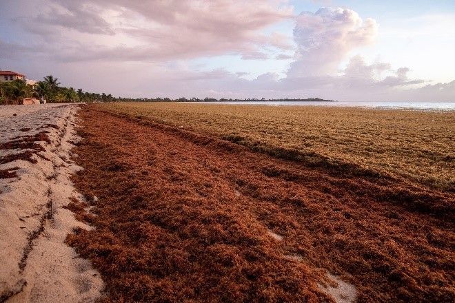 FAOCaribbean's tweet photo. Did you know that @FAO partnered with @uwicave_hill to host a Sargassum Symposium through our #CC4Fish project? Researchers, policy makers & fisheries representatives continue dialogue on how the #Caribbean can adapt to its sargassum problem. https://t.co/RPxTF2MpLv