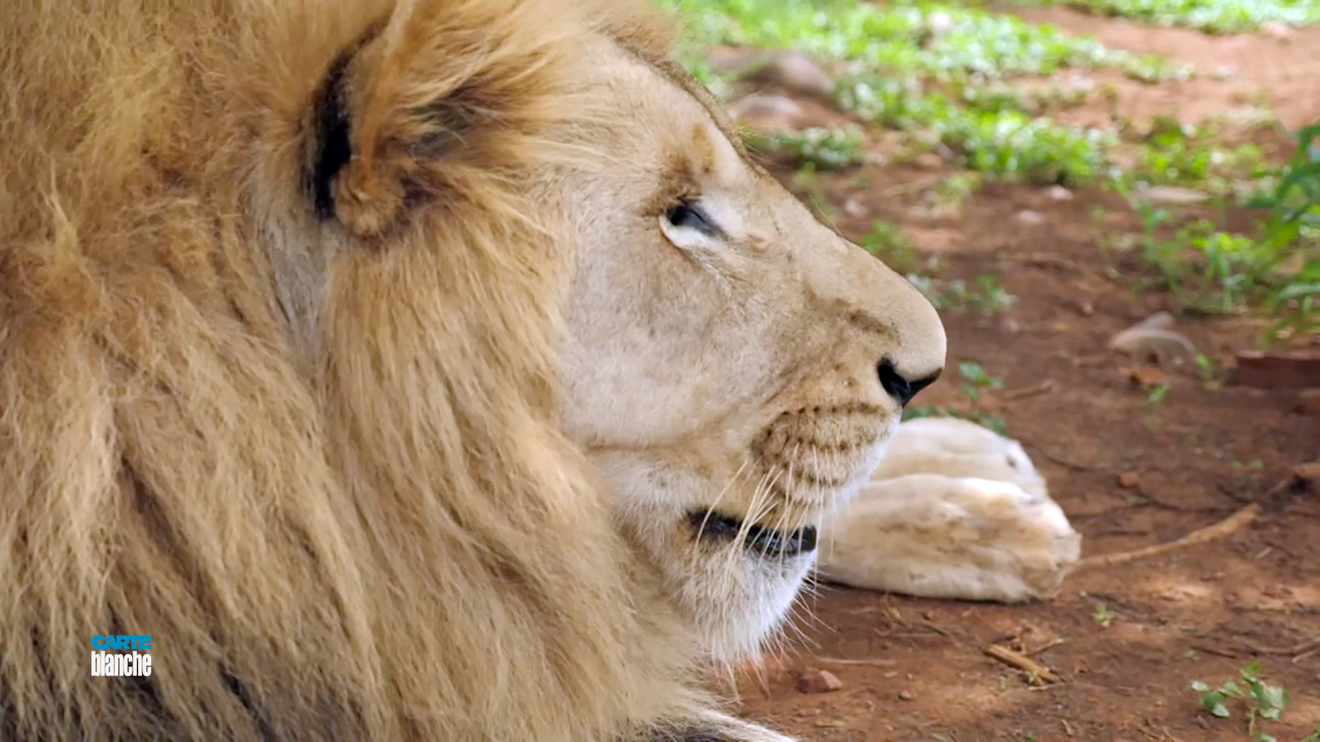 Carte Blanche Once Prized As A Top Predator Now A Soft Target South Africa S Lions Are Under Attack As Poachers Hunt Down And Kill These Animals For Their Paws Carte Blanche Once Prized As A Top Predator Now A Soft Target South Africa S Lions Are Under Attack As Poachers Hunt Down And Kill These Animals For Their Paws
