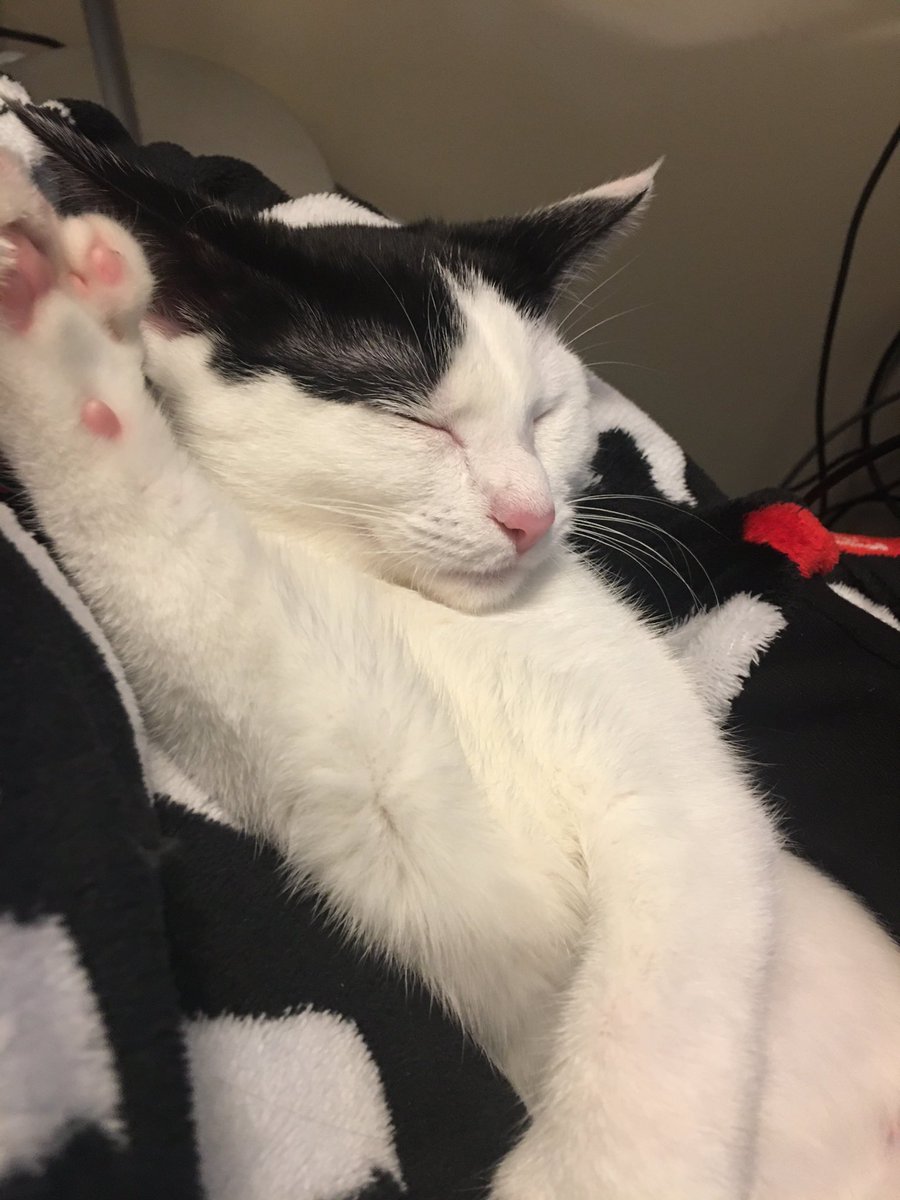 PigeonPodCat's tweet photo. https://t.co/lXZ8qGd7P8