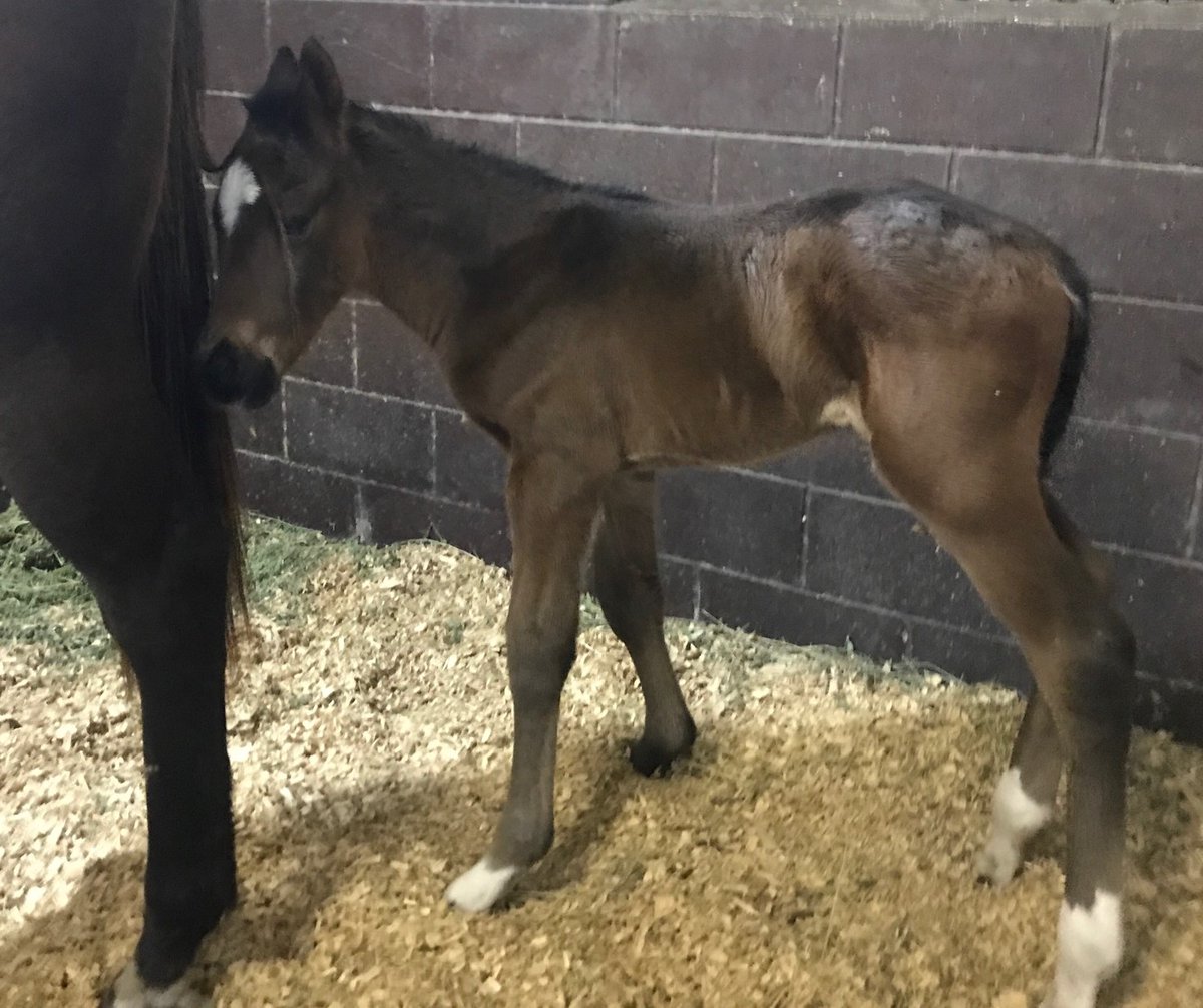 Buccherostud's tweet image. We are excited to announce that the first #FreakyFastFoal by Bucchero arrived yesterday. Blaz Perez of Golden Legacy farm commented “She was born very alert, good bone, very correct, good balance and beautiful.” #3socks. Follow his first crop of foals @ BuccheroBaby.com
