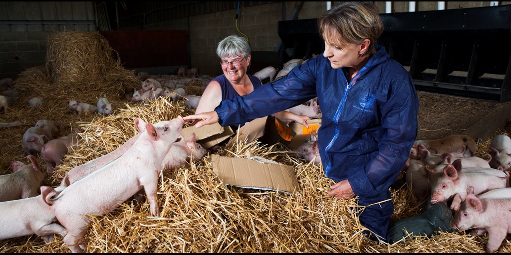 rspcaassured's tweet photo. Farrowing crates prevent #pigs from turning around. When you buy #RSPCAAssured labelled #pork, you can be sure the #pigs weren’t kept in #farrowingcrates and had room to turn around freely at all times. https://t.co/odXniRASxC https://t.co/DNA5B1hUCc