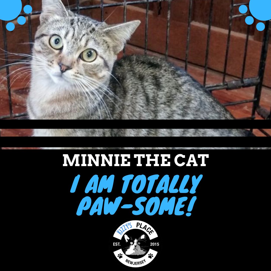 KizzysPlace's tweet photo. Minnie was the shyest cat in her litter and she watched all of her siblings get adopted. She is so sweet and playful but takes a little time to adjust to her surroundings. Are you the right home for this lovely lady? She's sick of waiting. https://t.co/P6s3uSK3jQ