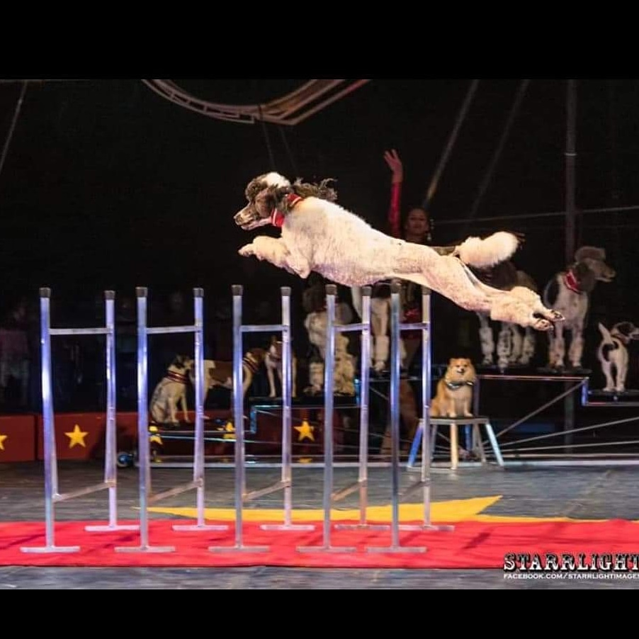 Koracircus's tweet photo. These dogs will amaze you at the 67th Kora Shrine Circus!! Only 92 more days! https://t.co/MfRvK5qYWn