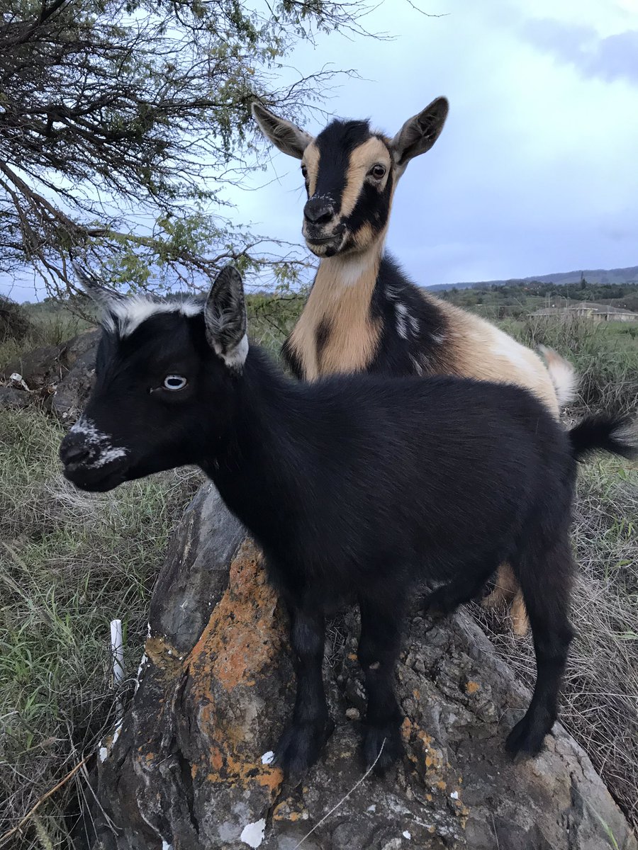 GoatOnTheRocks's tweet photo. Ben and Jerry the ice cream goats https://t.co/rW9e7cAFOQ