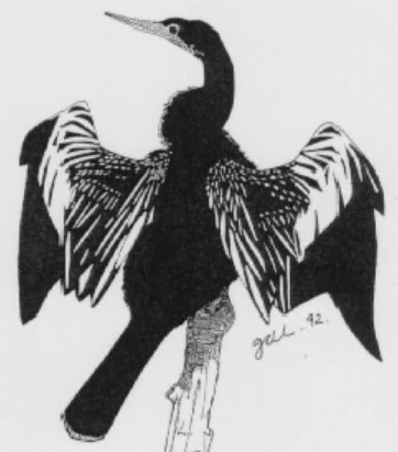 3_laps's tweet photo. Where else can you #moveyoass at a beautiful lake trail in 70 degrees amongst nature such as a the Texas Rock Squirrel and the native Anhinga whilst jamming out to your favorite tunes.  The Anhinga in this picture appears to be getting down to some #Reggaeton obviously... https://t.co/HQQf0vxoAZ