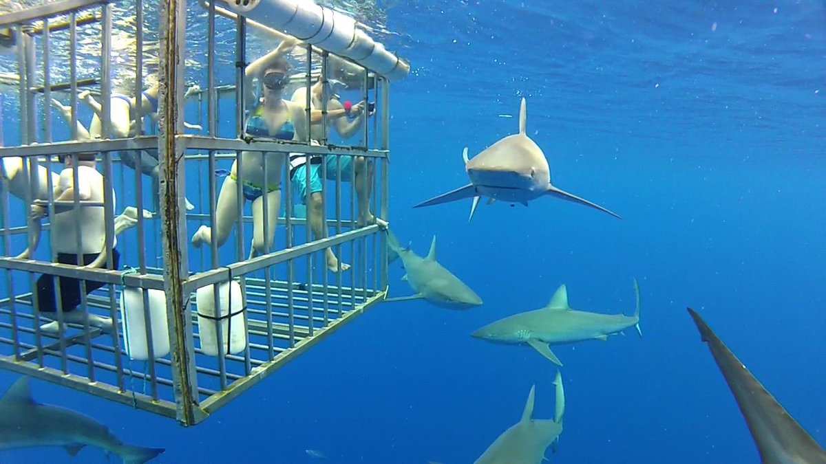 ethicsprojectut's tweet photo. Is #shark cage diving an ethical way to interact with sea life? Read about the #ethical challenges facing "#ecotourism" in this #UTEthicsProject case study!
Check it out and follow us for future teaching resources! #ethics #utaustin #bioethics
https://t.co/yETGPsRmhM https://t.co/cLtZmFJO0C