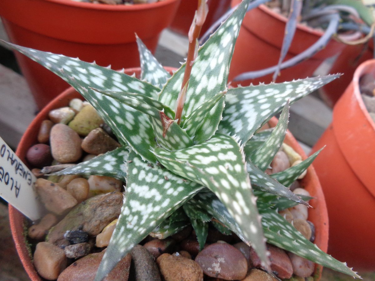 CactusSucculent's tweet photo. I really do feel Aloe 'Blue Hawaii' has a summery 'south sea islands' vibe, even without flowers, brightens the place up considerably. https://t.co/dM3h1ZrfgA #BCSS #CactusSucculent #Kirkstonebotanica #Aloebluehawaii #Aloecollection #Aloefamily https://t.co/Pjox0Xtxmb