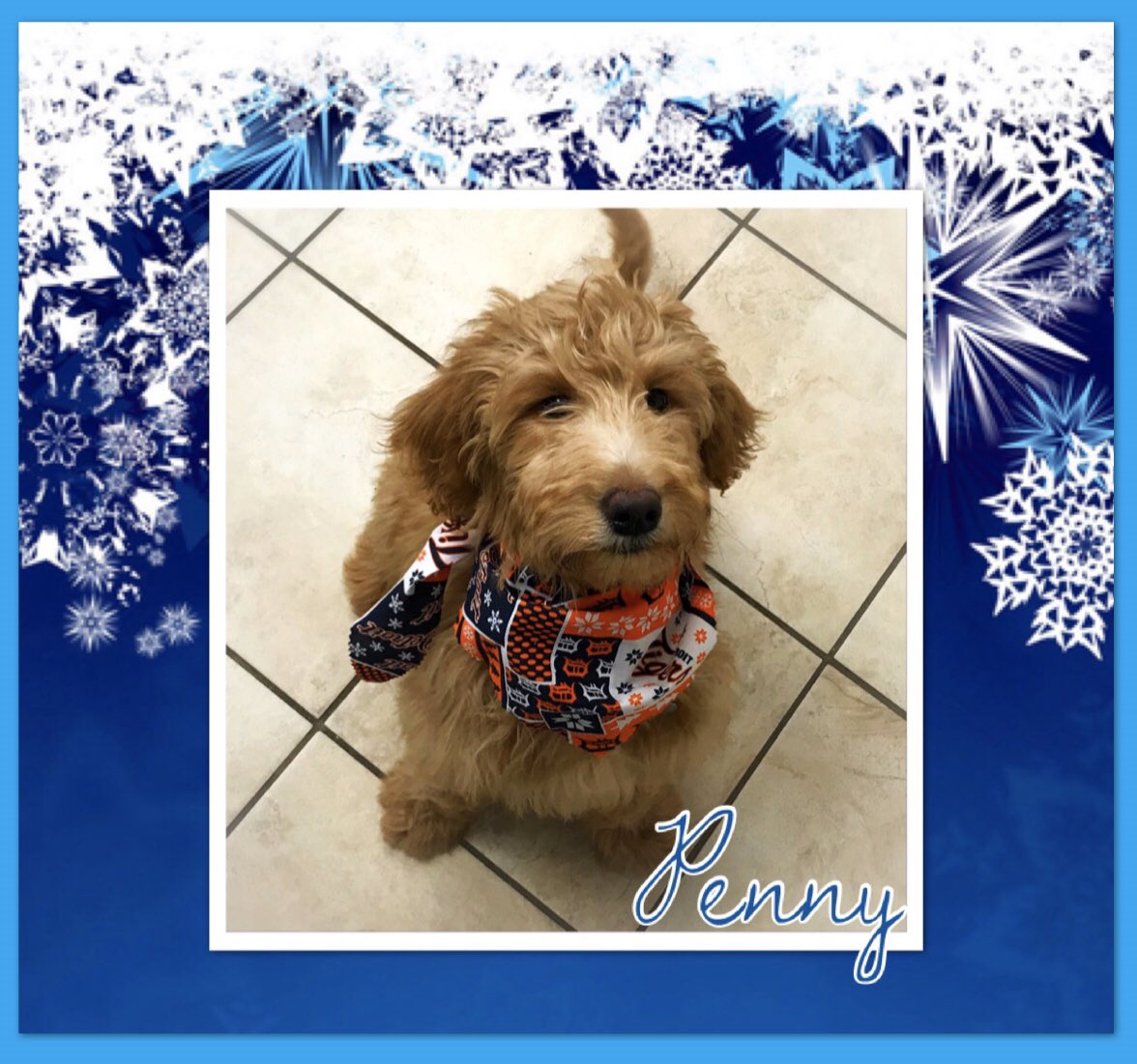 Hilton Veterinary Clinic of Ferndale (@hiltonpetvet) / Twitter