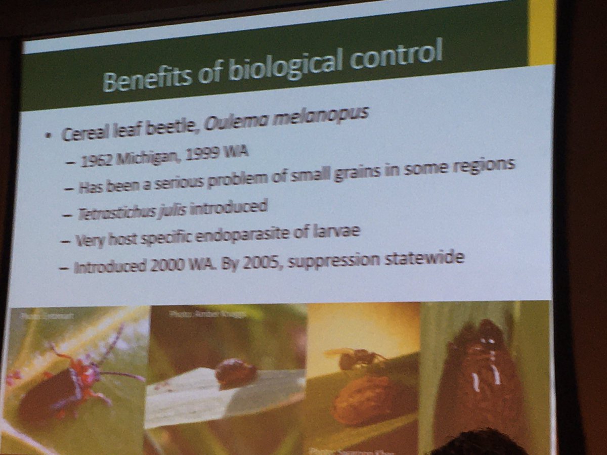 FieldHeroes's tweet photo. Dr. James Tansey (Prov.Entomologist @SKAgriculture) shares how Cereal Leaf Beetles were controlled by introducing a few Field Heroes in Michigan. Can’t find CLB in #SKAg? That’s just Field Heroes doing their job. No gifts please. #CropSphere 2020 https://t.co/6p197UVf80