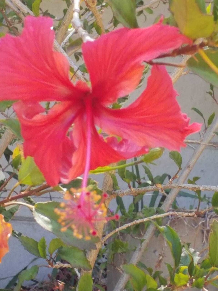 cloudrosaSA's tweet photo. Outside my sewing room.  #summerbeauty #beautifulflowersandbirds #birds #flowers #inspiration #beautyallaroundus https://t.co/a0LJJmdJM4