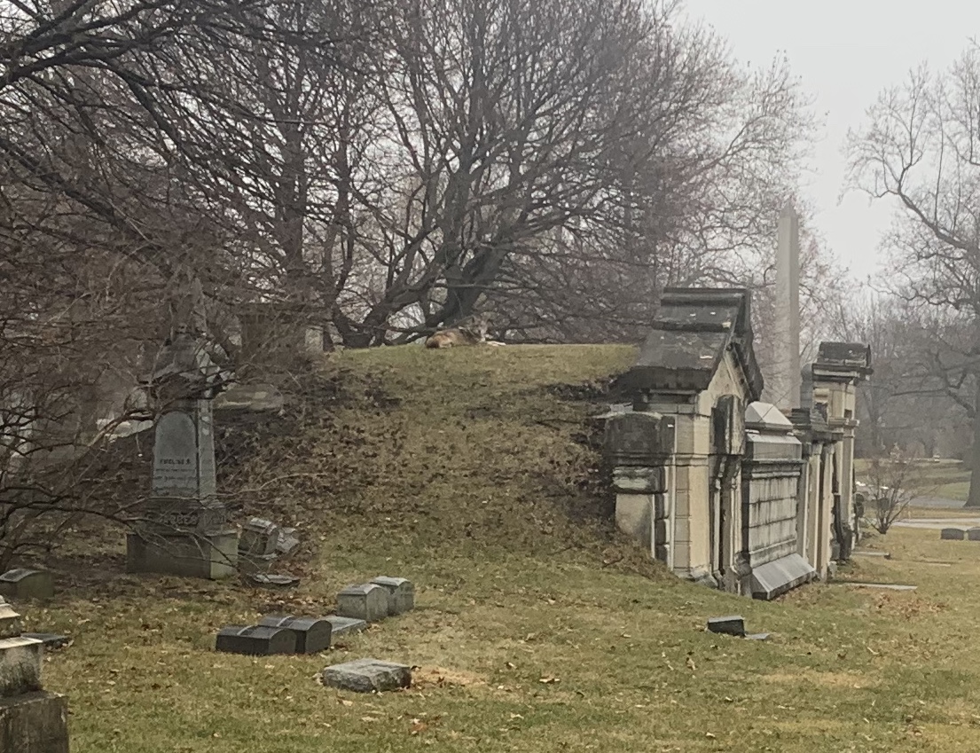adamselzer's tweet photo. One of Graceland Cemetery’s resident coyotes perches on a tomb, one of their favorite spots. https://t.co/6p86JLfjzq
