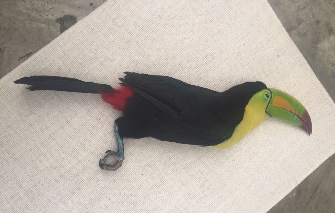 notiambientales's tweet image. 👉 Preocupación por la matanza de tucanes con gomeras y aires comprimido en Salta bit.ly/2FUMLfj

@GobiernoSalta @AvesArgentinas @Vida_Silvestre @ALERTA_VERDE