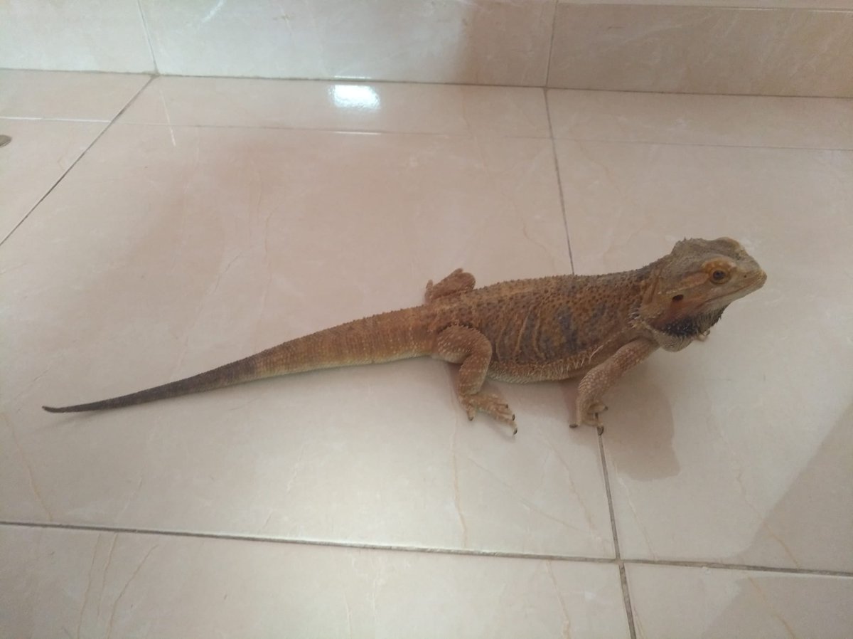 sesuheroe's tweet image. Pogona / Dragón Barbudo en adopción

Es un machito de 4 años, busca una familia que lo cuide, quieres darle una oportunidad? ❤🦎