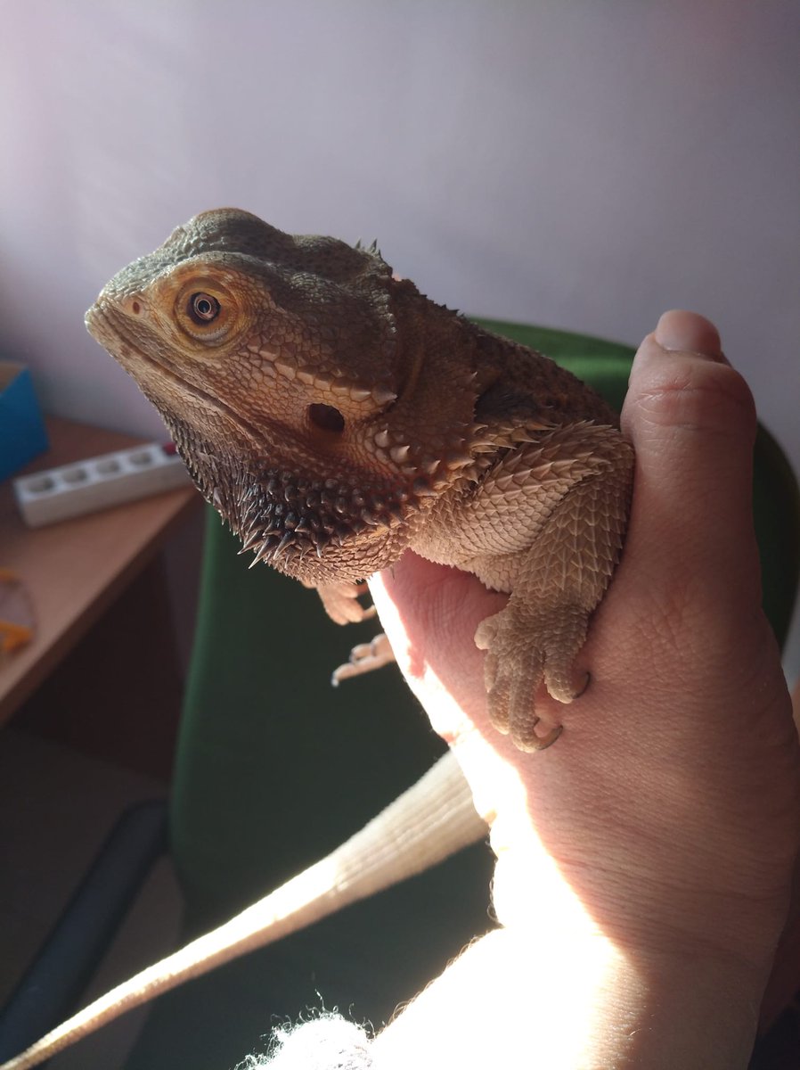sesuheroe's tweet image. Pogona / Dragón Barbudo en adopción

Es un machito de 4 años, busca una familia que lo cuide, quieres darle una oportunidad? ❤🦎