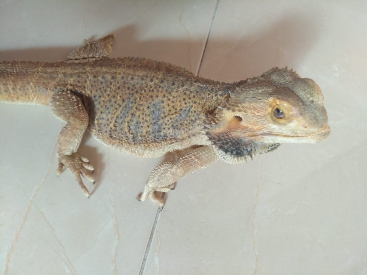 sesuheroe's tweet image. Pogona / Dragón Barbudo en adopción

Es un machito de 4 años, busca una familia que lo cuide, quieres darle una oportunidad? ❤🦎