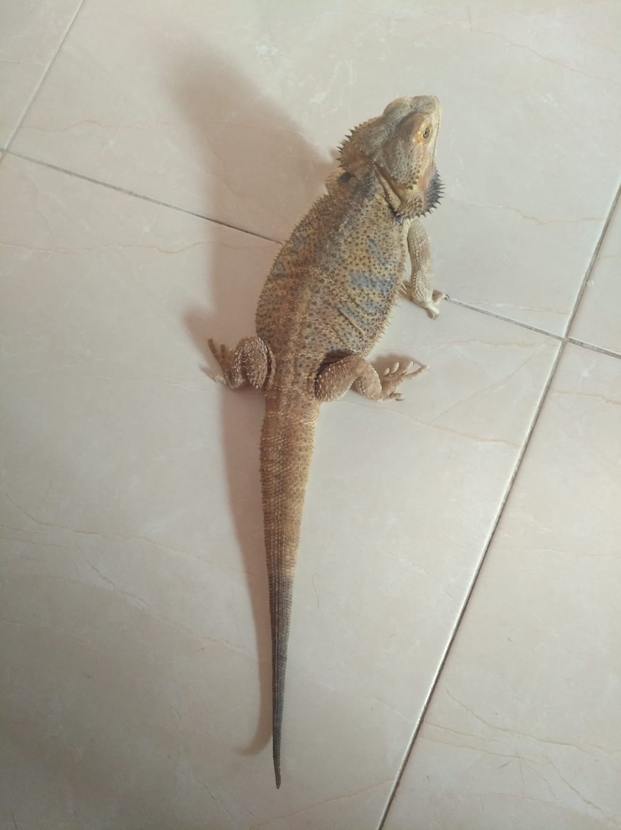 sesuheroe's tweet image. Pogona / Dragón Barbudo en adopción

Es un machito de 4 años, busca una familia que lo cuide, quieres darle una oportunidad? ❤🦎