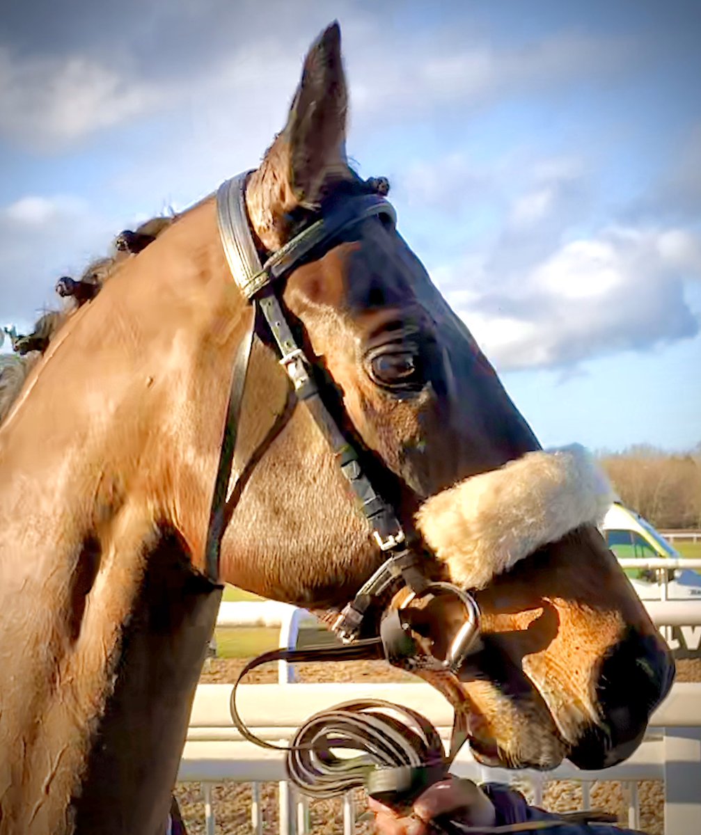 Great run from this lad Spirit Of Wedza who retires after 61 races today. Won 6, placed in 21 and thrilled 1,000s of <a href="/ownersgroupuk/">Owners Group</a> along the way. He retires safe and sound and we will find him the perfect lifelong home. #wez #dailypolos #happyout #polopony