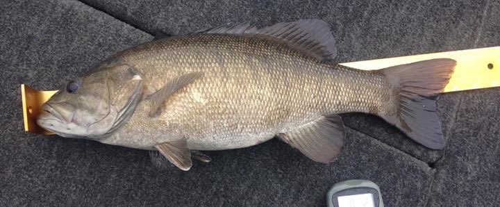STEVENDEANDEMPS's tweet photo. SD Fishing shaky heads getting it done for Kevin Borne. Nice job Kevin. https://t.co/dTnazepIbw