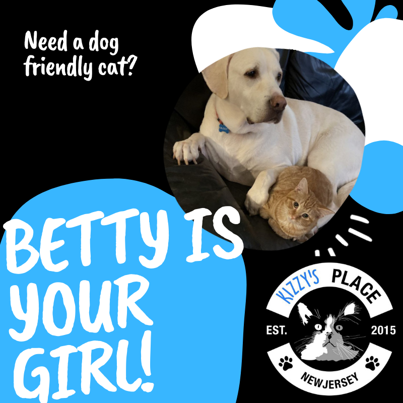 KizzysPlace's tweet photo. Dog friendly? Check. Cute as a button? Check. Looking for a home? Check. What are you waiting for? Adopt this friendly young lady right now! https://t.co/89Dzrmkx7e