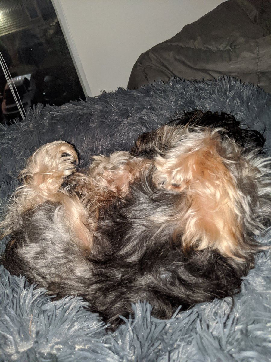 SPLMunch's tweet image. 10 more minutes pls 😴