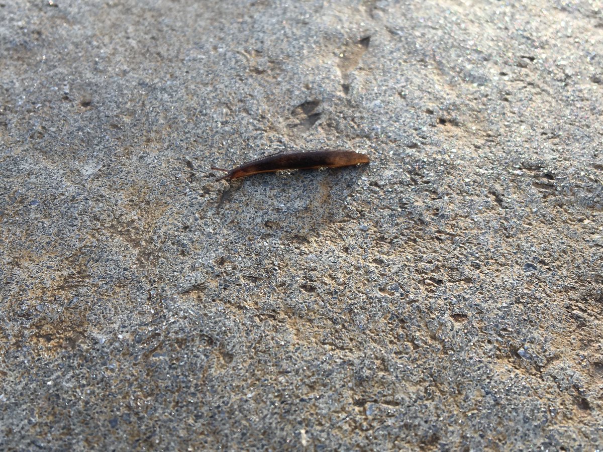 #TeachingTuesday is a bit late this week waiting for our friend the slug to arrive! They are quite rare this time of year and gardeners may dislike them but they are vitally important to our ecosystem by being food for many other animals.