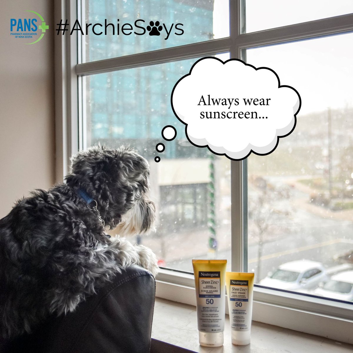 PharmacyNS's tweet photo. #ArchieSays 🐾 he's dreaming of warmer weather... but it's important to wear sunscreen even in the winter to protect yourself from UV rays. #PANS https://t.co/IpeKz2R069