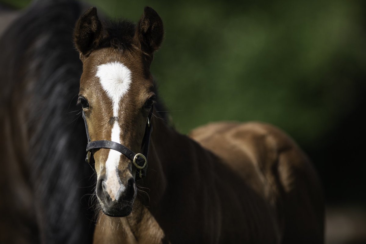 The foal season has arrived 🥰🐴 #EQ #EQMedic #EquineSupplements #ExpertsInEquineHealth