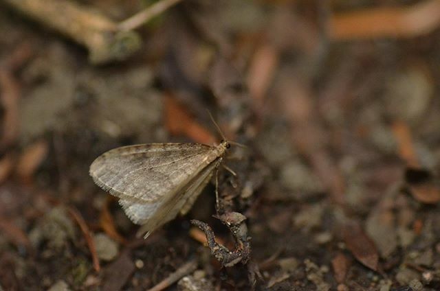 eiichi_ta's tweet photo. ナミスジの♂かな
#ナミスジフユナミシャク #フユシャク
#operophtera_brunnea #moth #tokyo #japan https://t.co/oAxZiPnc6S https://t.co/JGed0S8DoT