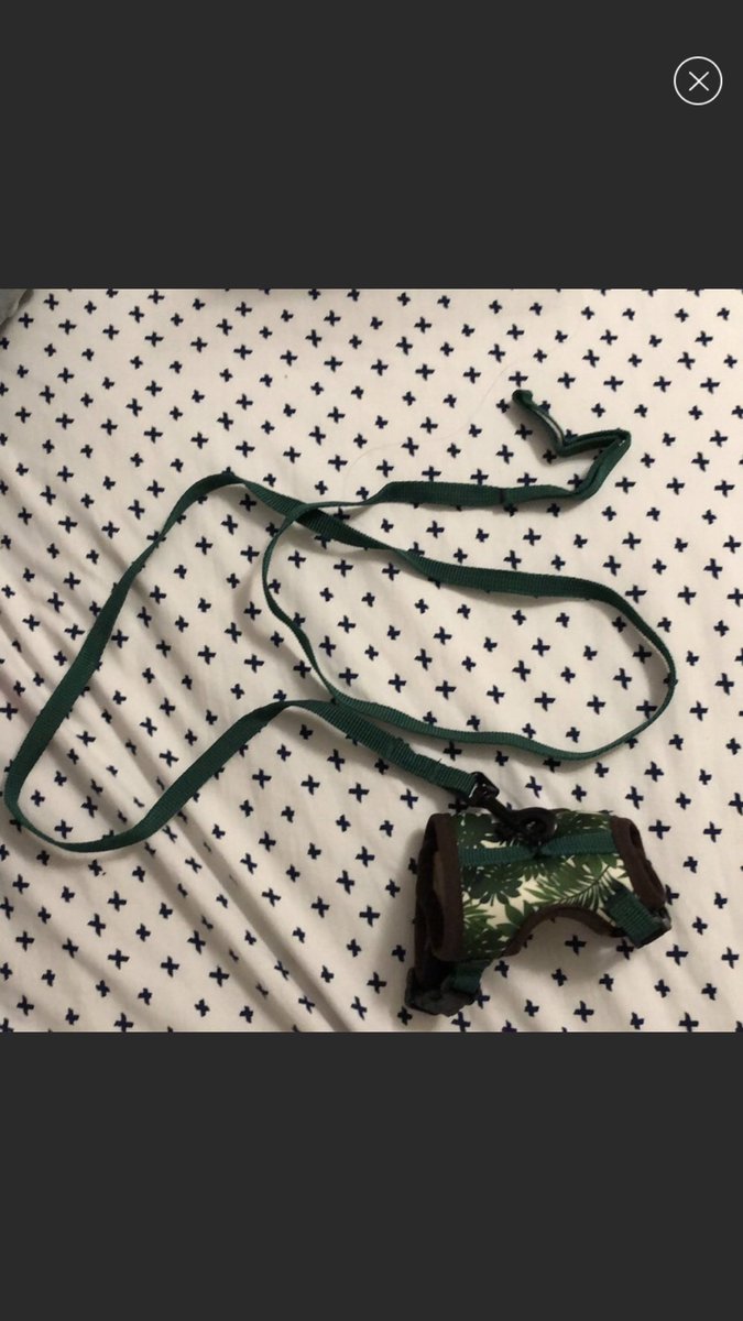 HopeFloeck's tweet photo. Lady at Pet Store: You’ll need this....
Me: Huh. I had no idea...
Dog: oooo snack on a rope...
#HamsterChat https://t.co/AlybN9Pw8n
