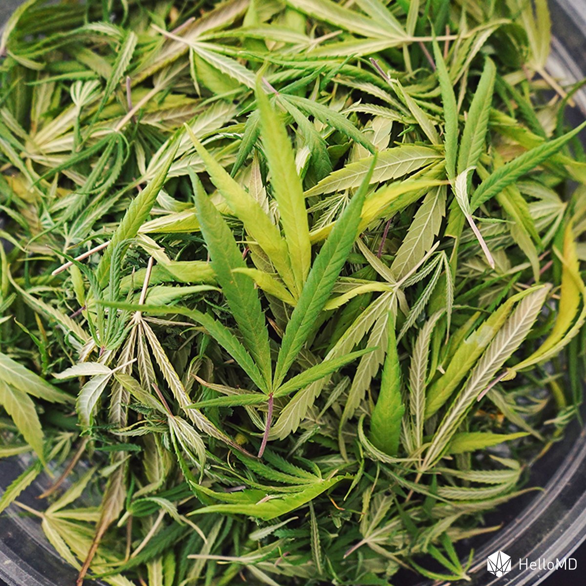 educannza's tweet photo. What do you do with all your left over weed trimmings?
Don't let these leftovers go to waste, they can be used in making hash, kief, rosin, edibles, health juices, cannabutter and more! π―
#hellomdza #cannabiscommunity #cannafam https://t.co/xfqJJs3bgC