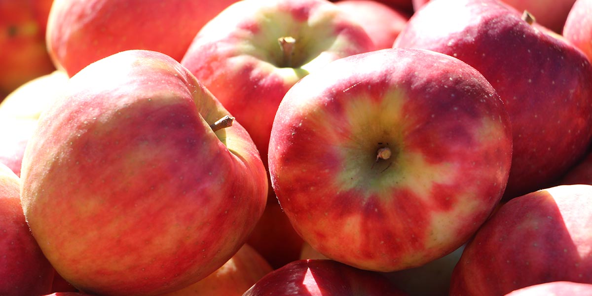 🍏🍎Our first Austrian Farmer - Birgit Birnstingl - starts the year with a new project. Adopt an #apple tree and receive your harvest in the form of Demeter table #apples at home. ► bit.ly/2QZhcYl

#oneappleaday #fruits #new #Austria #yummy