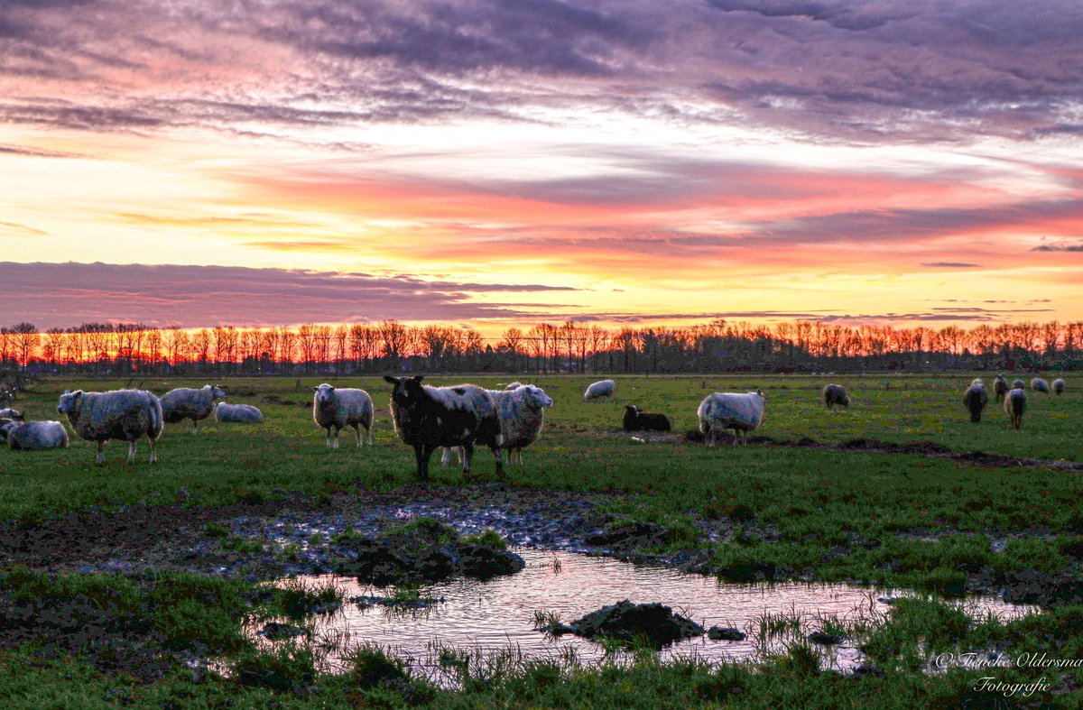 TienekeO's tweet photo. Vanmorgen mooie kleuren bij de #zonsopkomst tussen #appelscha en #ravenswoud @BuienRadarNL https://t.co/IfstIoEPqL