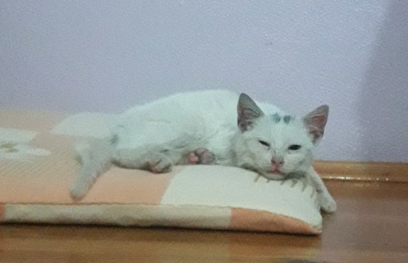Şekil A :