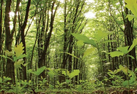 A @Vida_Rural aborda neste artigo os benefícios da valorização a biomassa florestal resultante dos projetos GOTECFOR e o BIOTECFOR, desenvolvidos no @INESCTEC, e como estão a favorecer a atividade florestal e agrícola. 🔗vidarural.pt/agroindustria/…