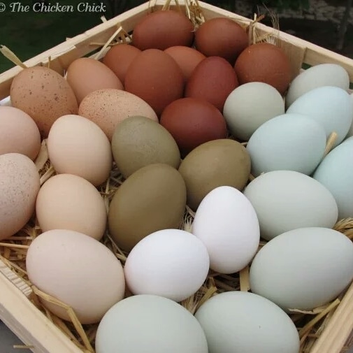 Outpostfeed1's tweet photo. Chicken strike is over for now, we have lots of farm fresh chicken eggs! https://t.co/fQGTtEt1GO