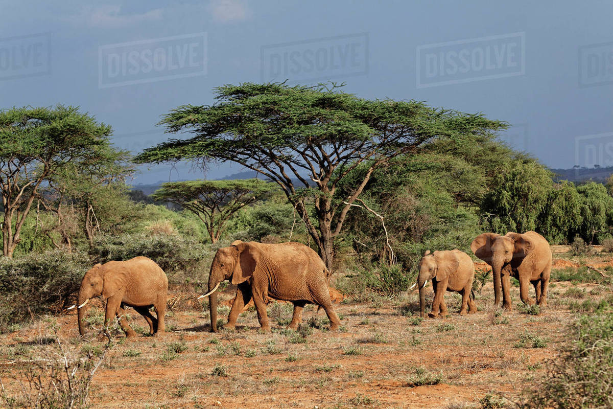 NyamuJim's tweet photo. #WhyElephant.
I will share some facts as to why we need elephants in the planet Earth .They are also keystone species, playing an important role in maintaining the biodiversity of the ecosystems in which they live. (Photos credit) @ArapChumo @lisarolls1 #IvoryBelongstoElephants https://t.co/WF37Qyh6wZ