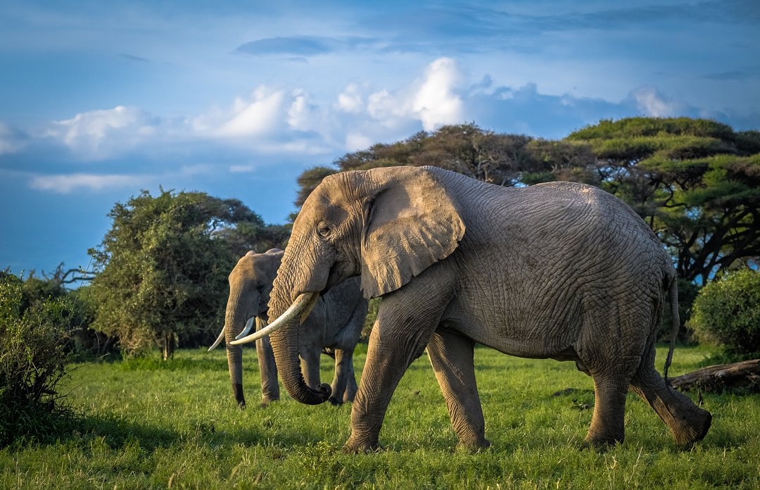 NyamuJim's tweet photo. #WhyElephant.
I will share some facts as to why we need elephants in the planet Earth .They are also keystone species, playing an important role in maintaining the biodiversity of the ecosystems in which they live. (Photos credit) @ArapChumo @lisarolls1 #IvoryBelongstoElephants https://t.co/WF37Qyh6wZ