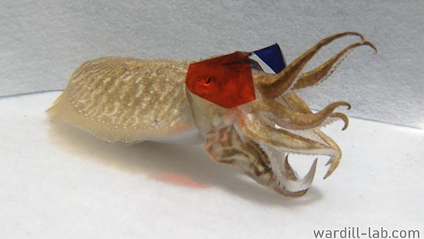A cuttlefish wearing 3D glasses P: wardill.com